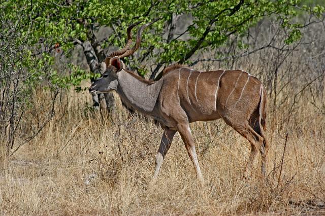 201 Ongava game reserve, little ongava, kudu.JPG